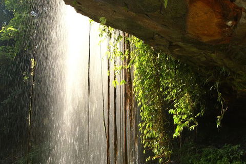 Rainforest & Waterfall Experience - Accommodation 4U 9