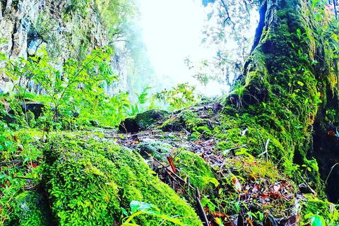 Rainforest & Waterfall Experience - Accommodation 4U 8