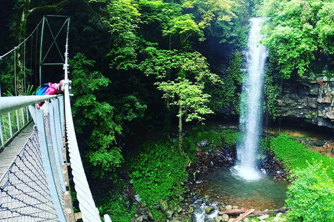 Rainforest & Waterfall Experience - Accommodation 4U 0