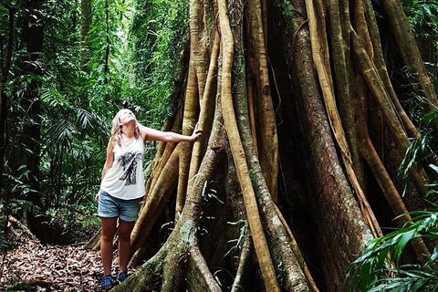 Rainforest & Waterfall Experience - Accommodation 4U 3