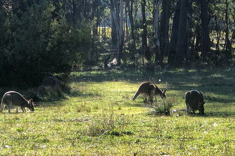 Jenolan Caves Blue Mountains And Kanangra Walls Look Out 4WD Day Tour - Accommodation 4U 2