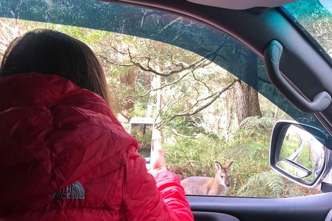 Jenolan Caves Blue Mountains And Kanangra Walls Look Out 4WD Day Tour - Accommodation 4U 9