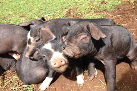 Paddock To Plate Farm Tour And Tasting - Accommodation 4U 9