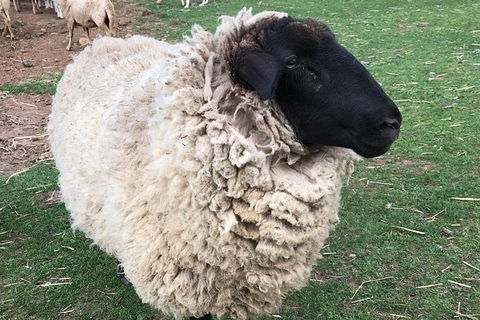 Paddock To Plate Farm Tour And Tasting - Accommodation 4U 3