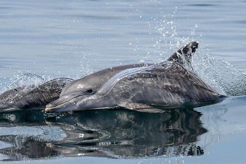 Julian Rocks Byron Bay Cruise - Accommodation 4U 1