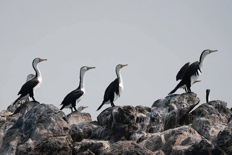 Julian Rocks Byron Bay Cruise - Accommodation 4U 10