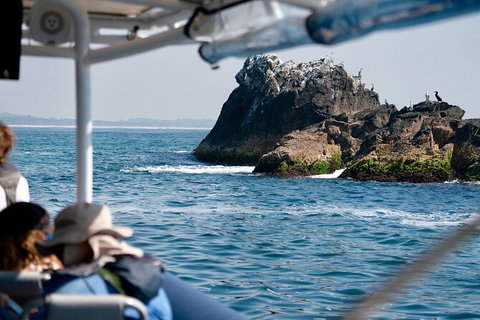 Julian Rocks Byron Bay Cruise - Accommodation 4U 20