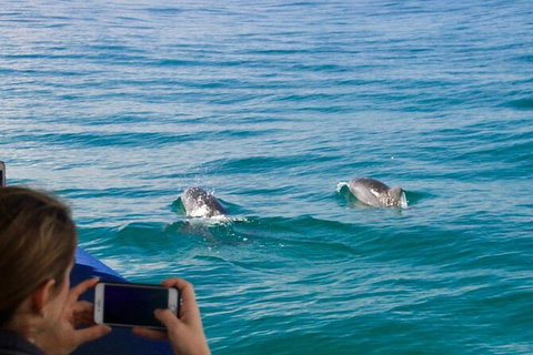 Julian Rocks Byron Bay Cruise - Accommodation 4U 9