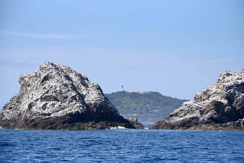 Julian Rocks Byron Bay Cruise - Accommodation 4U 14