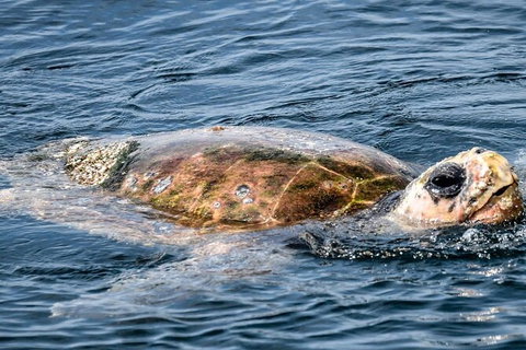 Julian Rocks Byron Bay Cruise - Accommodation 4U 16