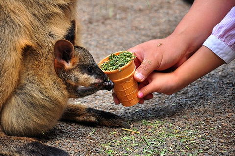 Blue Mountains Highlights & Wildlife Park - Accommodation 4U 3