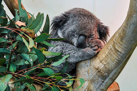 Blue Mountains Highlights & Wildlife Park - Accommodation 4U 1