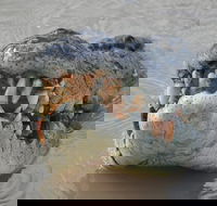 Jumping Crocodile Day Trip from Darwin - Accommodation 4U