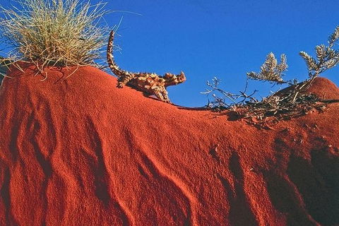 Alice Springs, Uluru Ayers Rock & Kings Canyon 8 Days Touring Package - Accommodation 4U 4