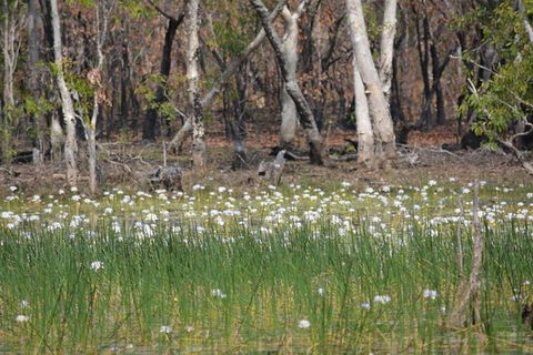 Darwin: Premium Litchfield Regional 11 Hours Tour - Accommodation 4U 4