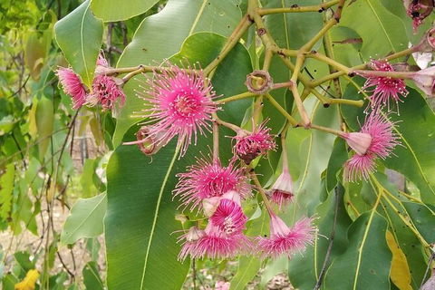 Full-Day Private Guided Tour To Litchfield National Park - Accommodation 4U 5