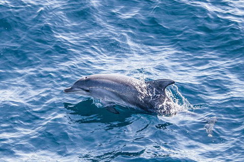 All Inclusive Dolphin And Tangalooma Wrecks Cruise - Accommodation 4U 5