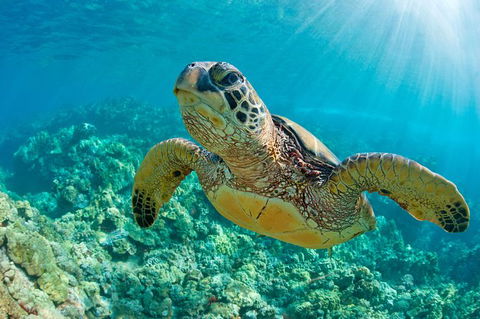 All Inclusive Dolphin And Tangalooma Wrecks Cruise - Accommodation 4U 6