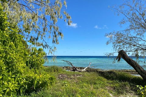 Lady Musgrave Day Trip From Bundaberg Including Snorkeling, Glass Bottom Tour And Guided Island Walk - Accommodation 4U 6