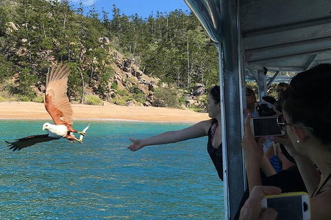 Aquascene Magnetic Island Discovery Tour - Accommodation 4U 2