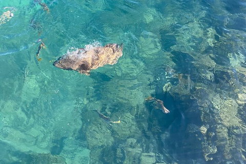 Aquascene Magnetic Island Discovery Tour - Accommodation 4U 6