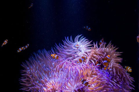 SEA LIFE Sunshine Coast Aquarium Entrance Ticket - Accommodation 4U 1