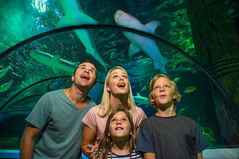 SEA LIFE Sunshine Coast Aquarium Entrance Ticket - Accommodation 4U 3