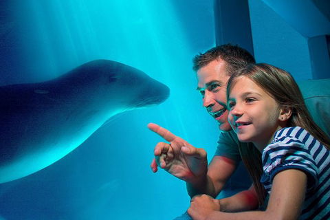 SEA LIFE Sunshine Coast Aquarium Entrance Ticket - Accommodation 4U 0