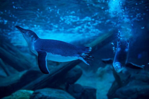 SEA LIFE Sunshine Coast Aquarium Entrance Ticket - Accommodation 4U 2
