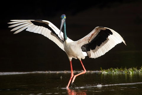 Daintree River - Private Photography Cruise - Accommodation 4U 0