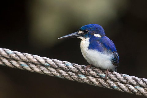 Daintree River - Private Photography Cruise - Accommodation 4U 1
