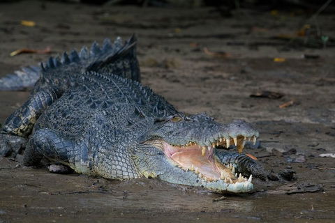 Daintree Afternoon Nocturnal Nature And Wildlife Tour - Accommodation 4U 4