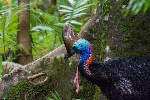 Daintree Afternoon Nocturnal Nature And Wildlife Tour - Accommodation 4U 0