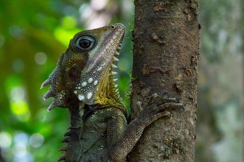Daintree Afternoon Nocturnal Nature And Wildlife Tour - Accommodation 4U 1