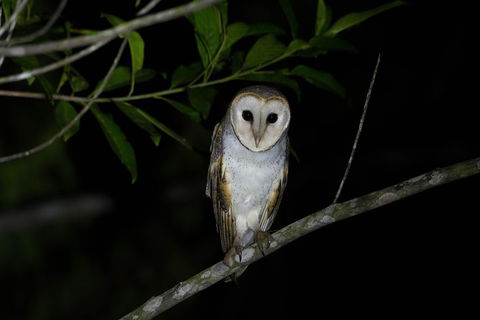 Daintree Afternoon Nocturnal Nature And Wildlife Tour - Accommodation 4U 10