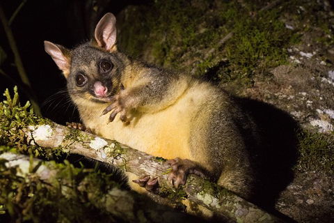 Daintree Afternoon Nocturnal Nature And Wildlife Tour - Accommodation 4U 7
