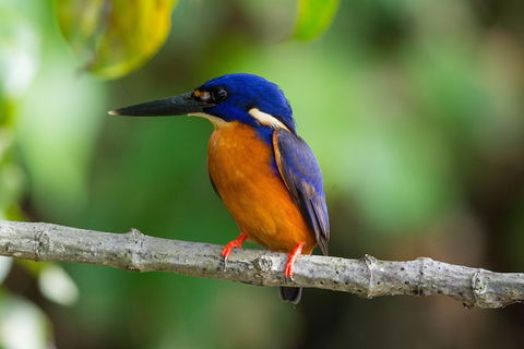 Daintree Afternoon Nocturnal Nature And Wildlife Tour - Accommodation 4U 2