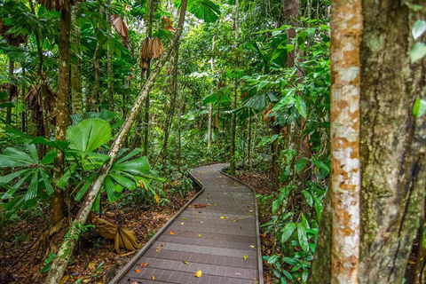 Daintree Afternoon Nocturnal Nature And Wildlife Tour - Accommodation 4U 9