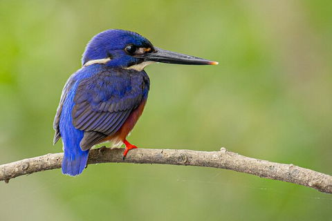 Daintree River Sunset Cruise - Accommodation 4U 7