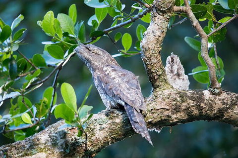 Daintree River Sunset Cruise - Accommodation 4U 4