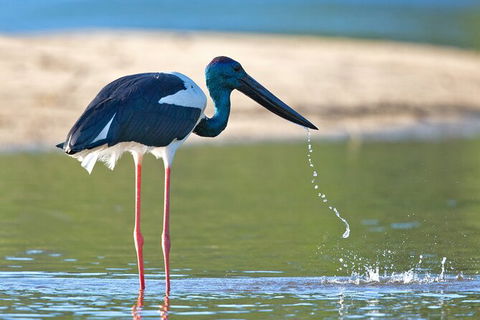 Daintree River Sunset Cruise - Accommodation 4U 8