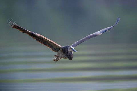 Daintree River Sunset Cruise - Accommodation 4U 9