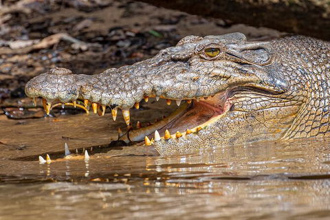 Daintree River Sunset Cruise - Accommodation 4U 6