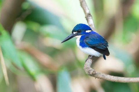 Daintree River Sunset Cruise - Accommodation 4U 10