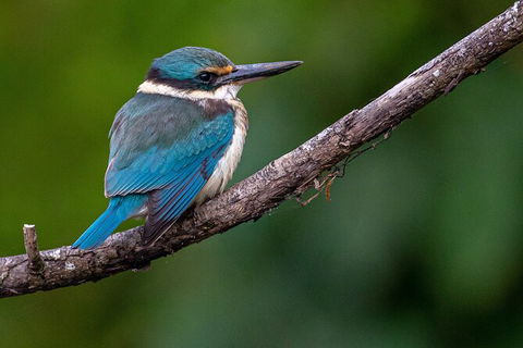Daintree River Sunset Cruise - Accommodation 4U 5