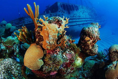PADI Diving Courses On The Gold Coast - Accommodation 4U 3