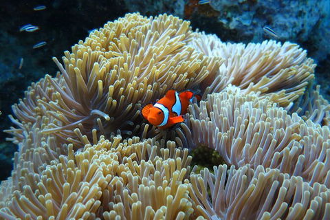 PADI Diving Courses On The Gold Coast - Accommodation 4U 4