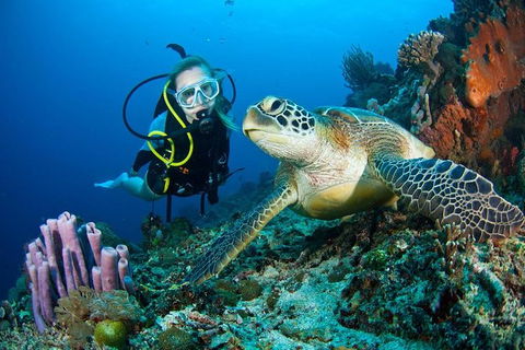 PADI Diving Courses On The Gold Coast - Accommodation 4U 1