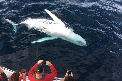 PRIVATE Whale Watching Tour - Up To 11 People In Your Group - Accommodation 4U 1