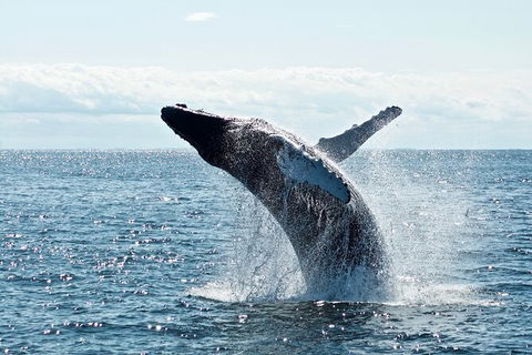 PRIVATE Whale Watching Tour - Up To 11 People In Your Group - Accommodation 4U 0